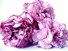 fleurs-gw02.jpg