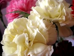 fleurs-gw03.jpg