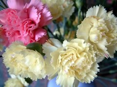 fleurs-gw05.jpg