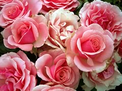 fleurs-gw06.jpg