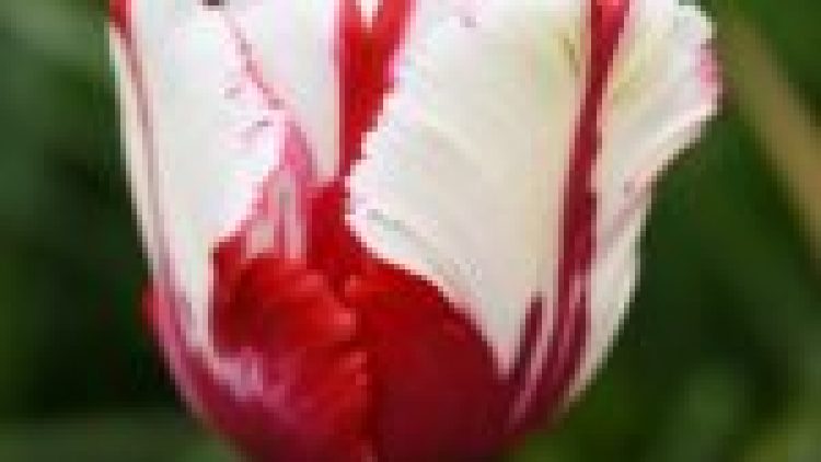 Mme Claudette St-Onge 1944-2019