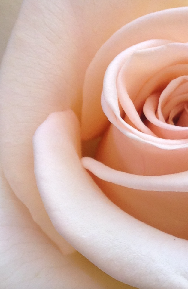 Rose.png